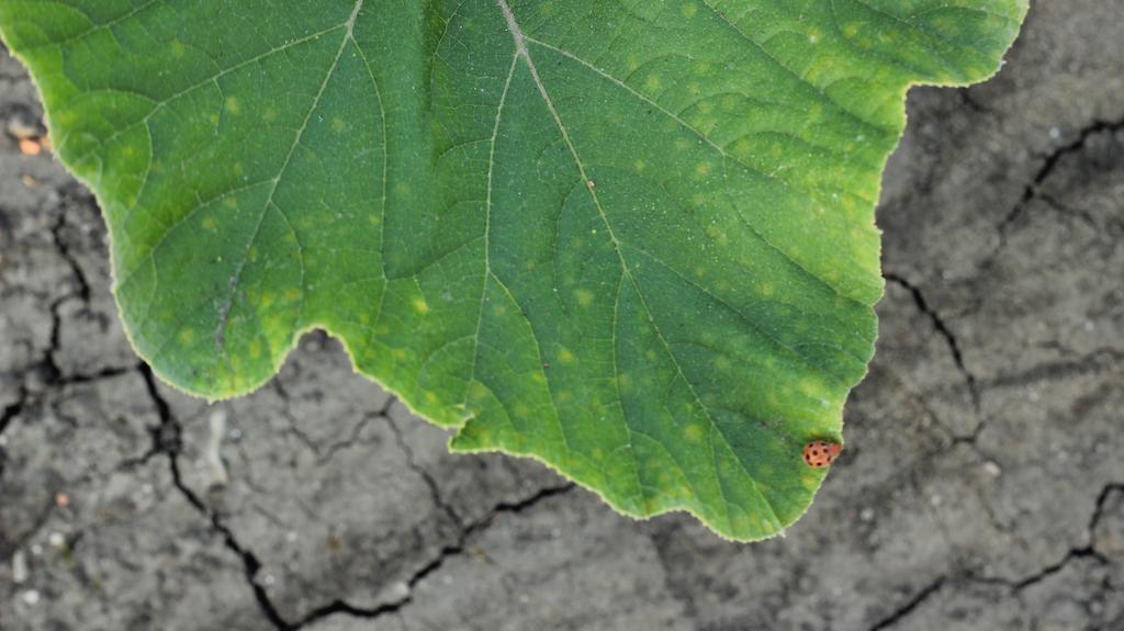 Pensjonat Casale Sombrino Supersano Zewnętrze zdjęcie
